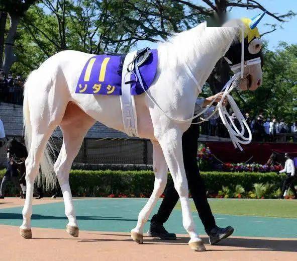 白马|世界最强，马中妲己！日本一本白马写真力压明星夺得销售榜第三名？看完后我理解了…