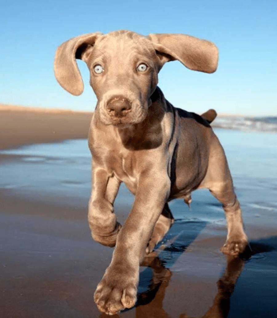 30种最聪明狗狗出炉铲屎官开始互相比较你家柯基的排名竟这么前