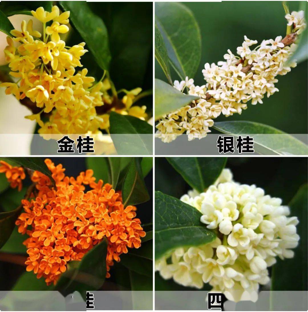 桂花树开花图片(桂花树开花图片高清)