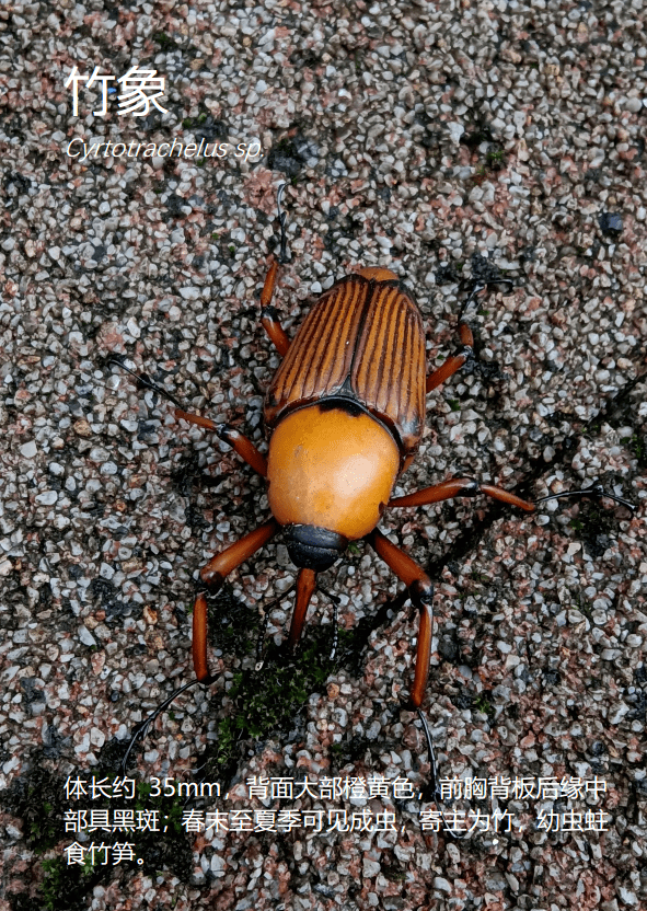 这次,是电子科大昆虫,蘑菇图鉴!