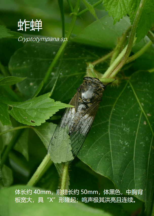 22黄蛉蟋 natula sp.21树蟋 oecanthus sp.