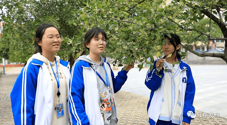 江华二中学生 邓秀玉:本来以为这个桂花不会开了,没想到开得这么香