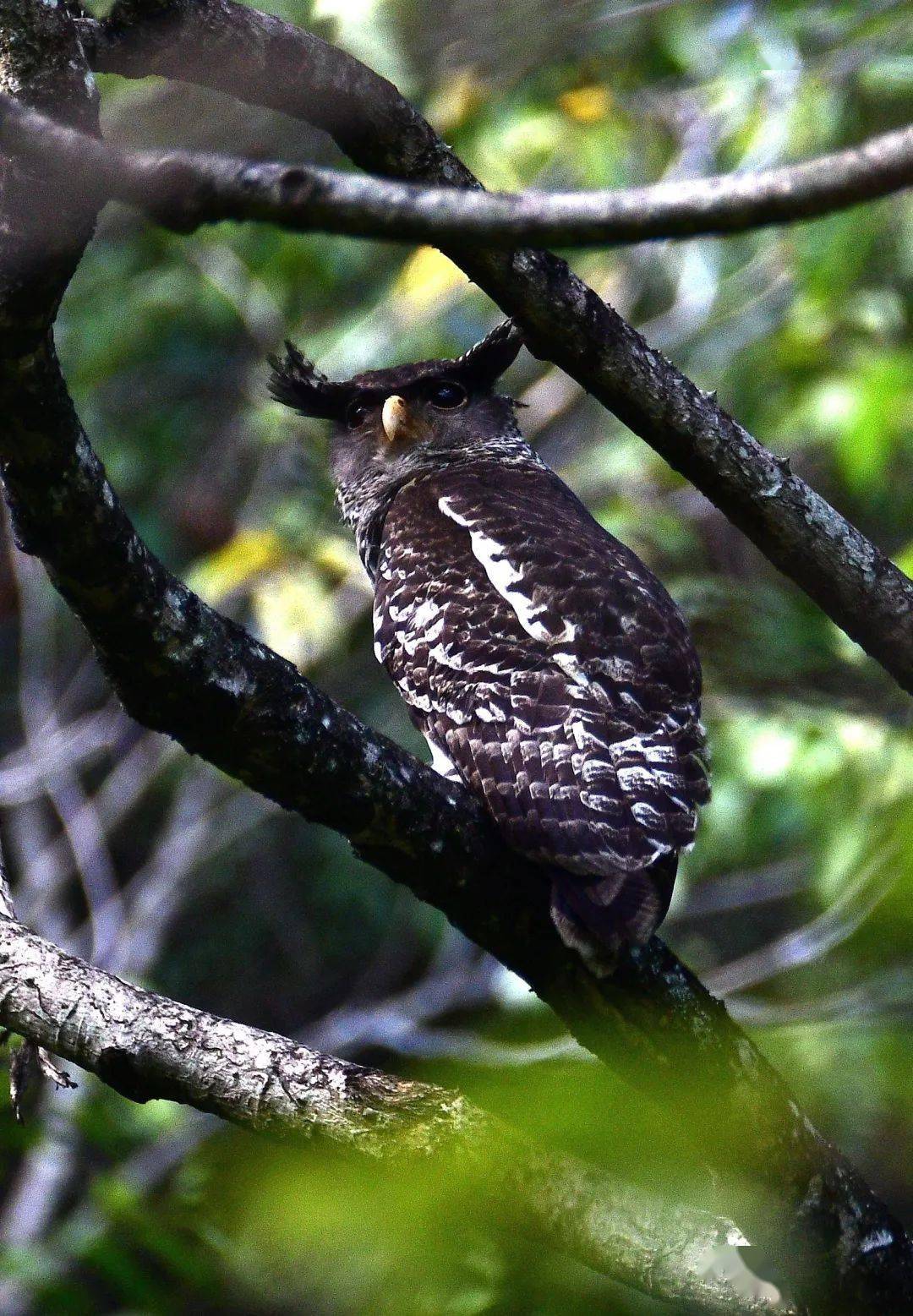 高黎贡山国家级自然保护区泸水段首次拍摄到濒危鸟类林雕 