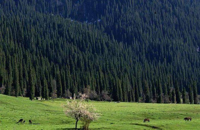 天山雪松不是雪松雪松也不是松树