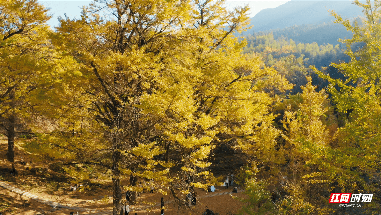 树一叶|赏秋图鉴丨秋色正当时，一花一树一叶一果亦知秋