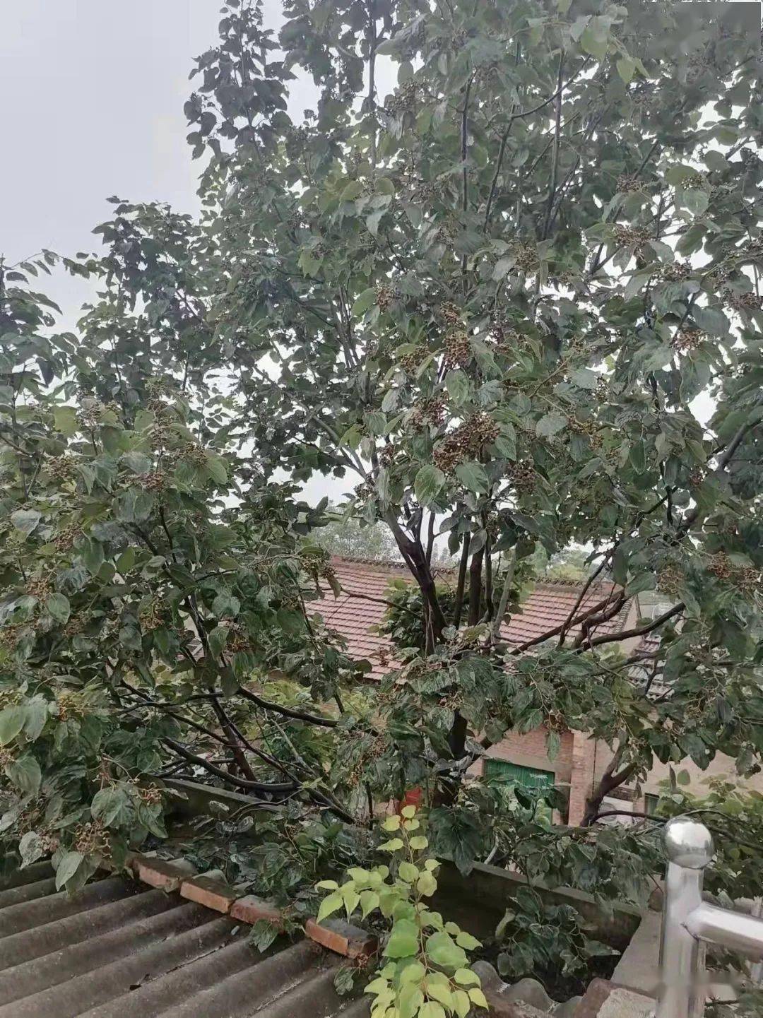 家有拐枣树韩燕妮