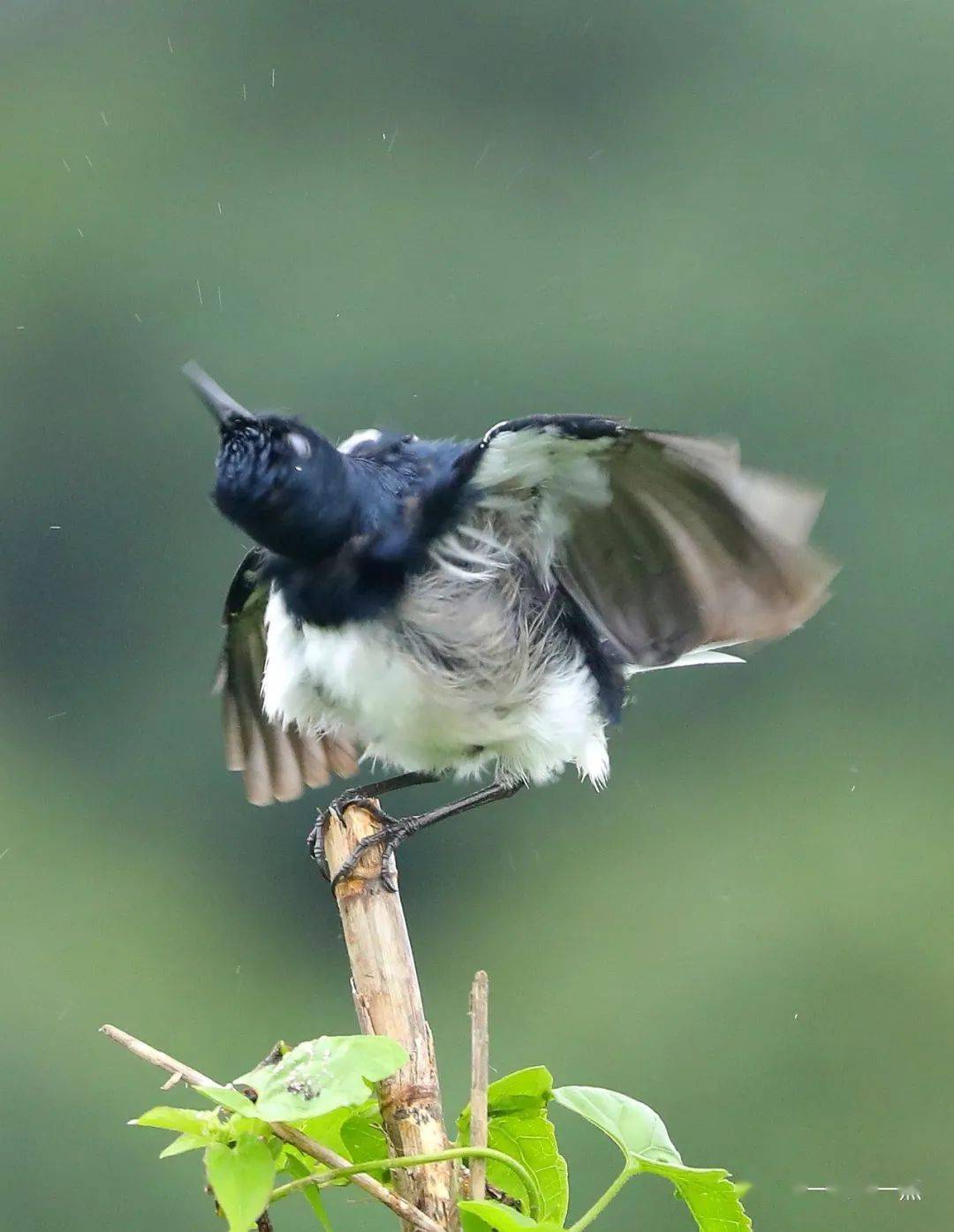 气质不俗的白腰鹊鸲 2020-12-18北红尾鸲靓影 2018-02-25生活图记