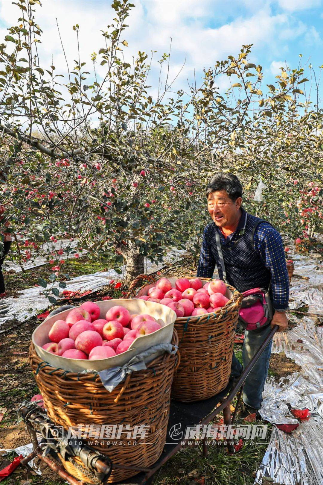 红了红了威海苹果红了