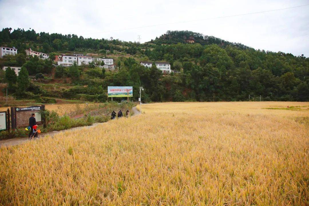 正午的陽光青嶺村位於四川省廣元市利州區大石鎮東部