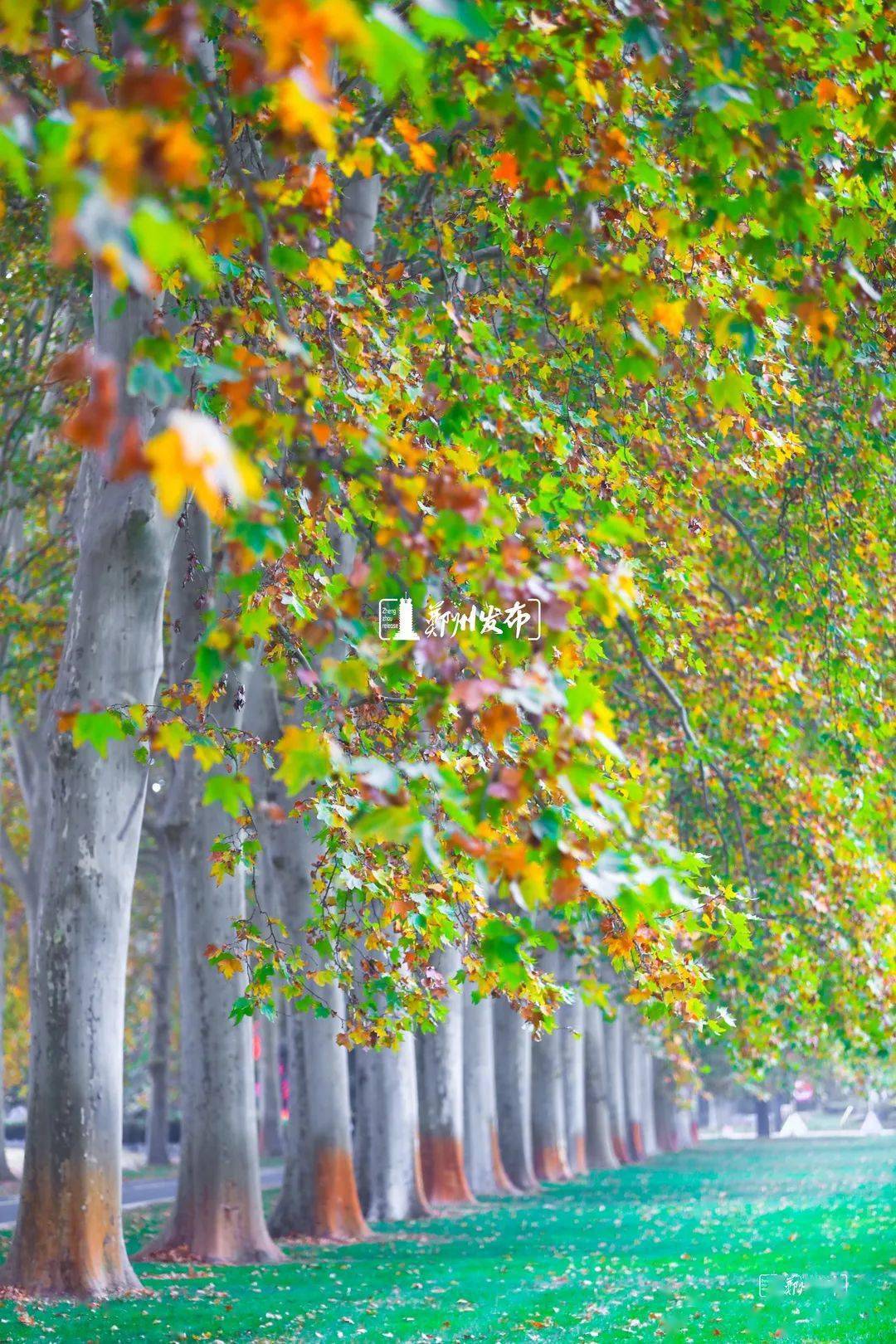 郑州人到底有多爱法桐