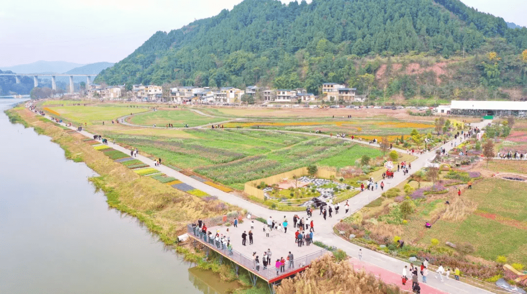 射洪双江村花海图片