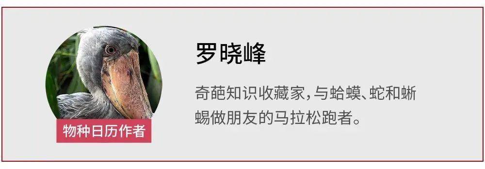猎物|《沙丘》里的沙虫，可能就在你家海水鱼缸里？