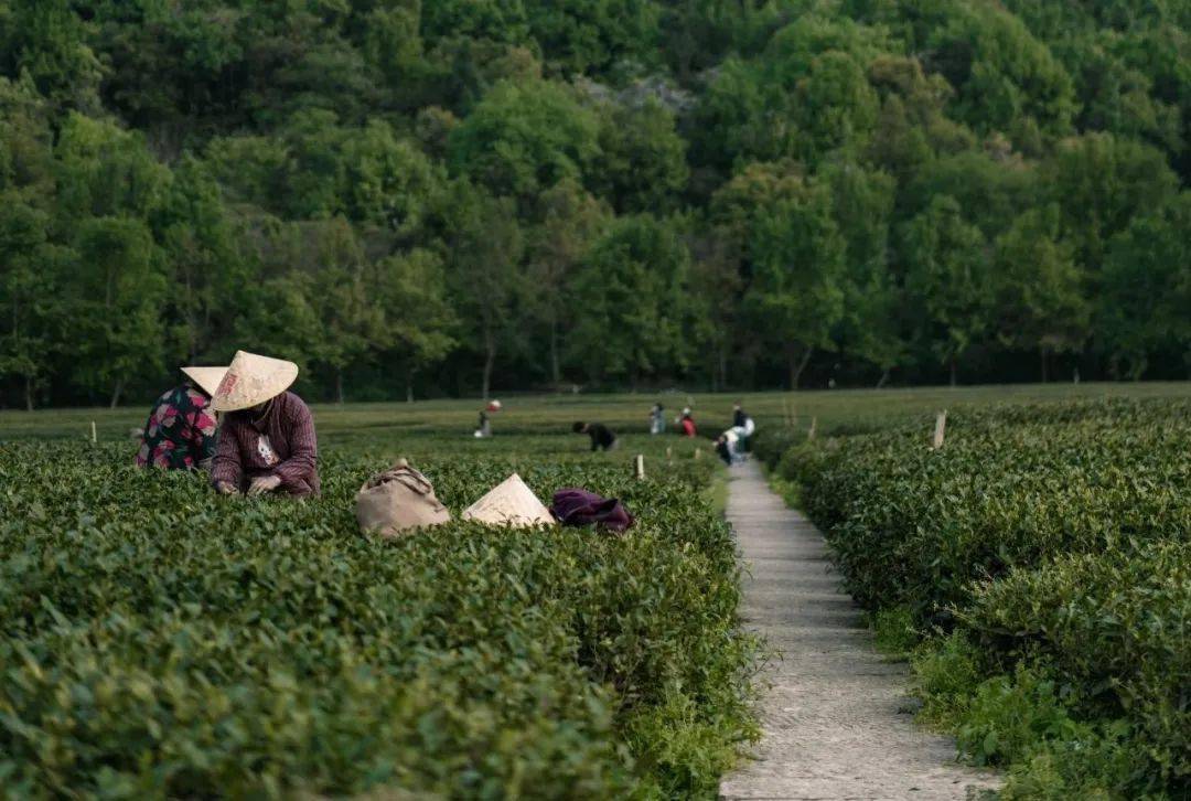 西湖|元旦可用，私享西湖边避世秘境，百亩茶园溪流环绕，270°坐拥无敌视野！