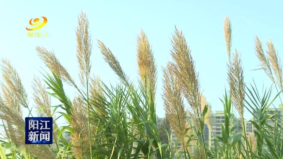 晚霞|秋日芦苇随风起舞