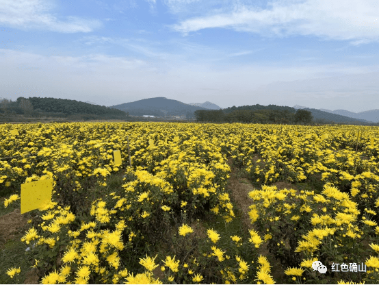 【视点】竹沟镇:种植金丝皇菊 铺就金色增收路