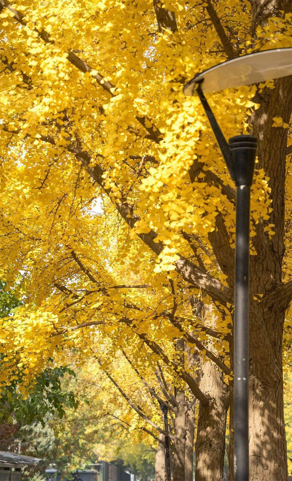 记忆里,北林最美的那抹秋色_林人