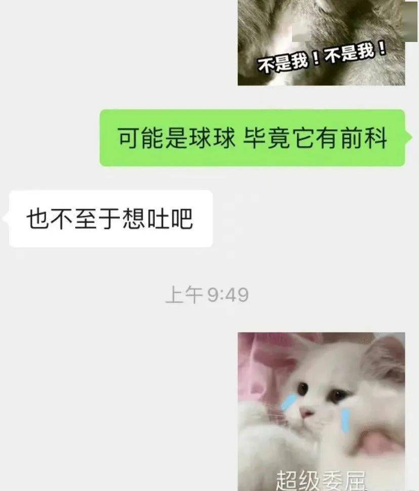 貓咪半夜給前任發了條消息？？不結婚很難收場kswl 搞笑整蠱 第5张