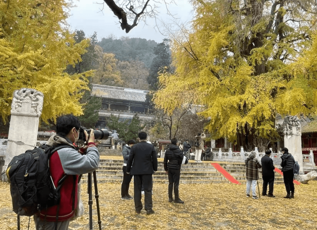 树为|一叶知秋！潭柘寺千年银杏树进入最佳观赏期