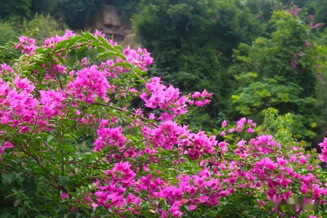 爱了长乐深秋花枝俏