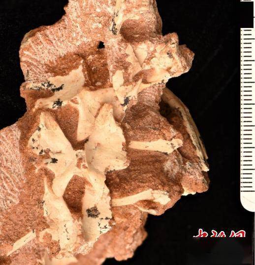 中国发现白垩纪晚期伤齿龙科恐龙新属种“内蒙古蝶猎龙”