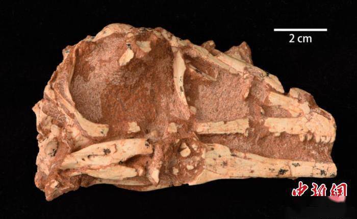 中国发现白垩纪晚期伤齿龙科恐龙新属种“内蒙古蝶猎龙”