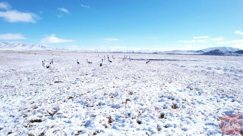 青藏高原|舞雪原 红原秋日大雪后黑颈鹤蹁飞