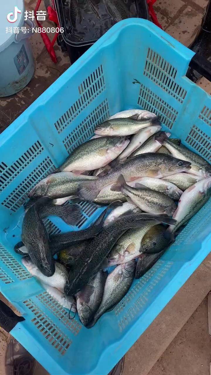 龙纹斑要么钓不上要么上一窝比鲈鱼还要好钓仙墨湖毒酷路亚路亚