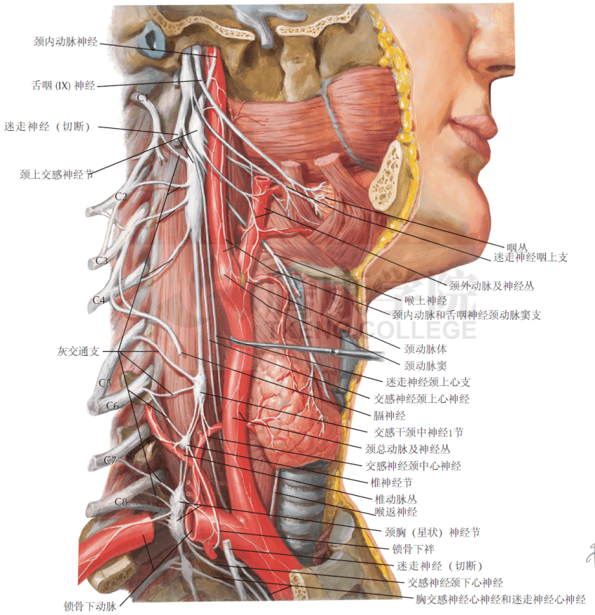 颈神经根的感觉分布图图片