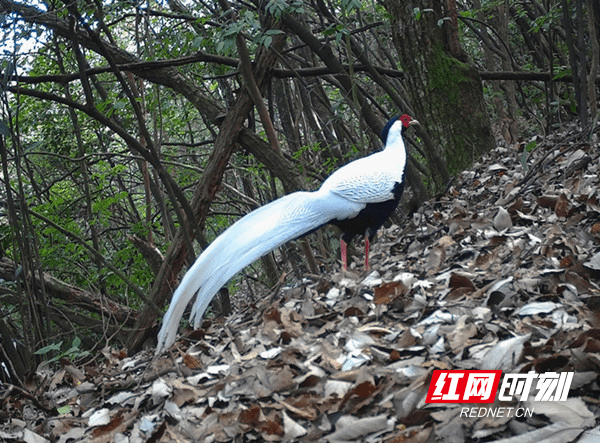 绥宁：守护多样物种 擦亮绿色名片