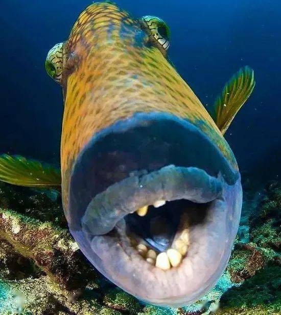 海洋里奇怪的鱼图片