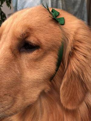 买护肤品包装上面的蝴蝶结丝带居然刚好是夏天头的大小金毛