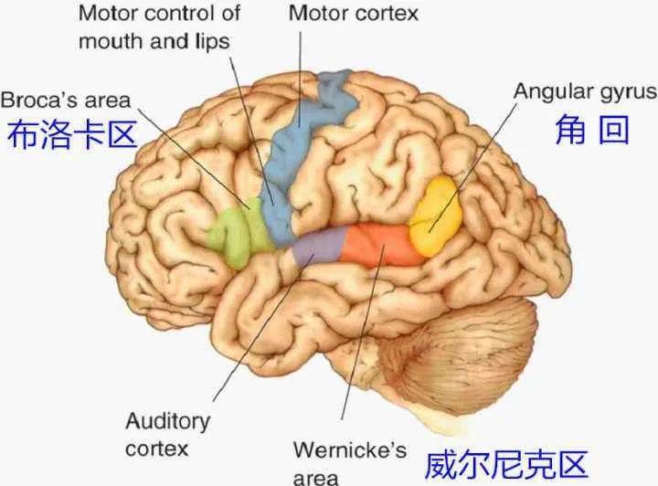 超清版:颞叶 解剖、血供及影像_动脉