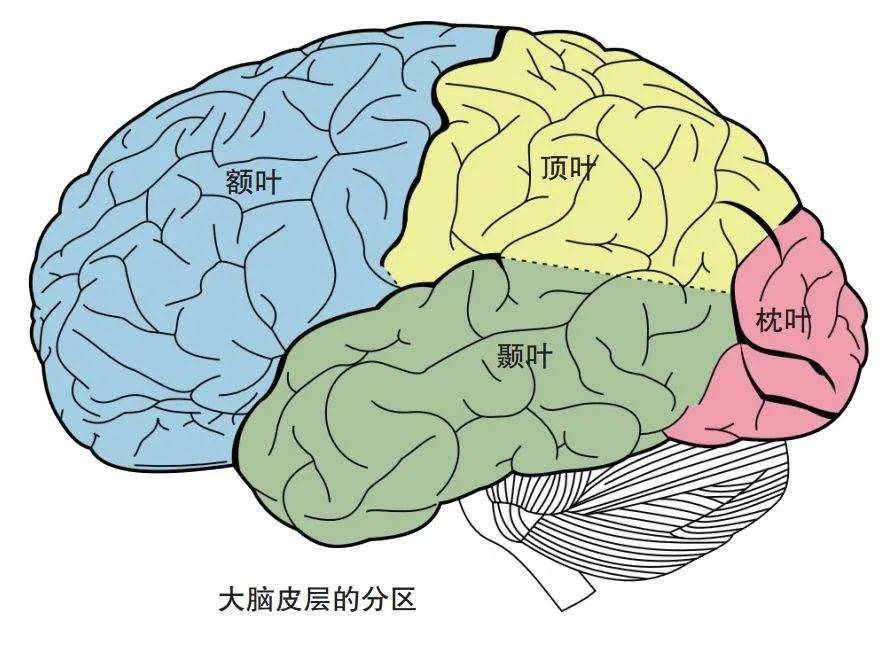 颞叶在外侧沟(也叫外侧裂,sylvian裂)下方,以外侧沟与额,顶叶分界