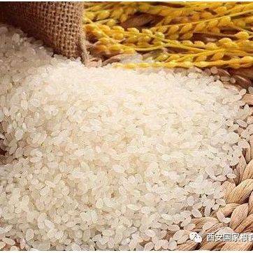 国家粮食和物资储备局:主产区各类粮食企业累计收购中晚籼稻300亿斤左右_市场化