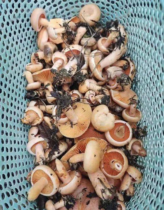 捡毛菇哦通城山里又泛滥了