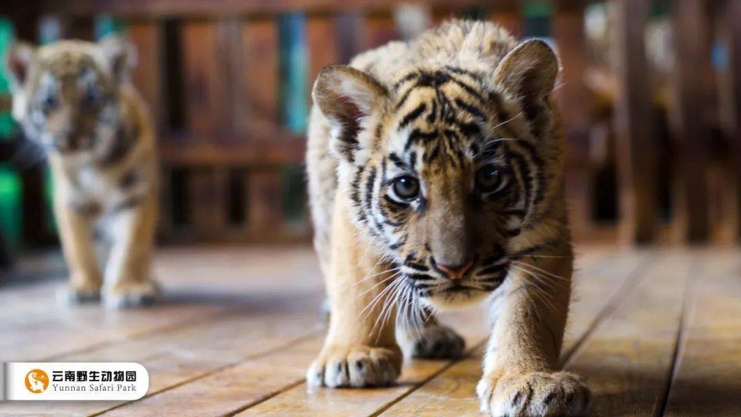 看直播送門票和動物雲互動