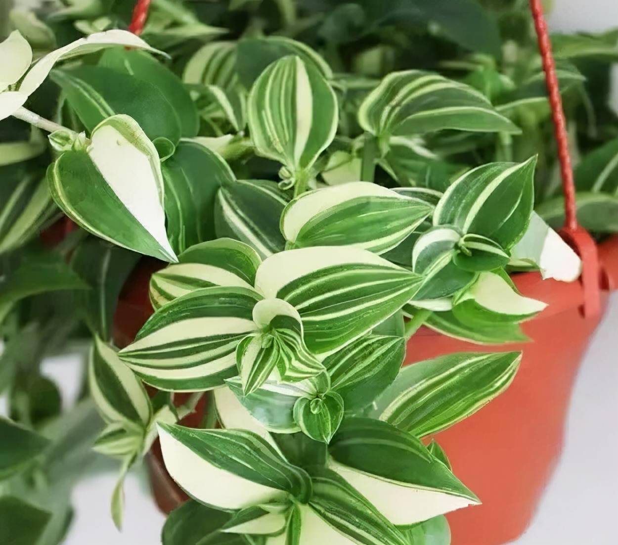 20种耐阴植物没有光也能爆盆附养护技巧