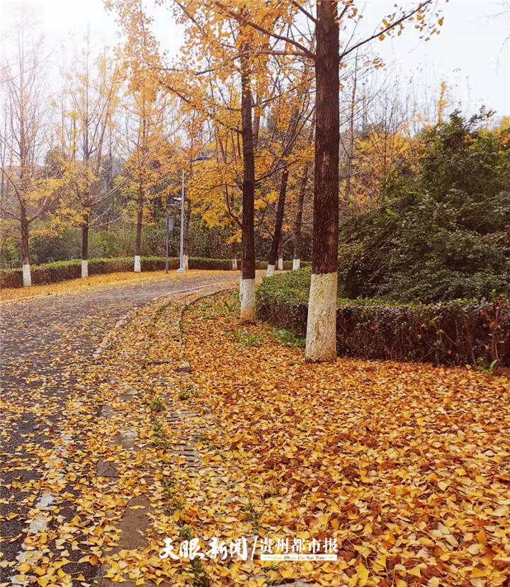 银杏叶纷纷飘落，观山湖公园“铺”上了金色“地毯”