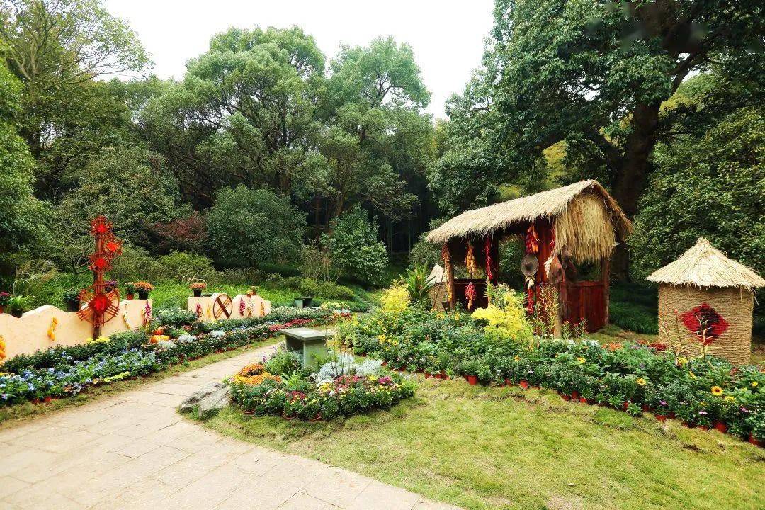 第二届长三角菊花精品展暨2021西湖秋韵菊花艺术节盛大开幕!_植物园