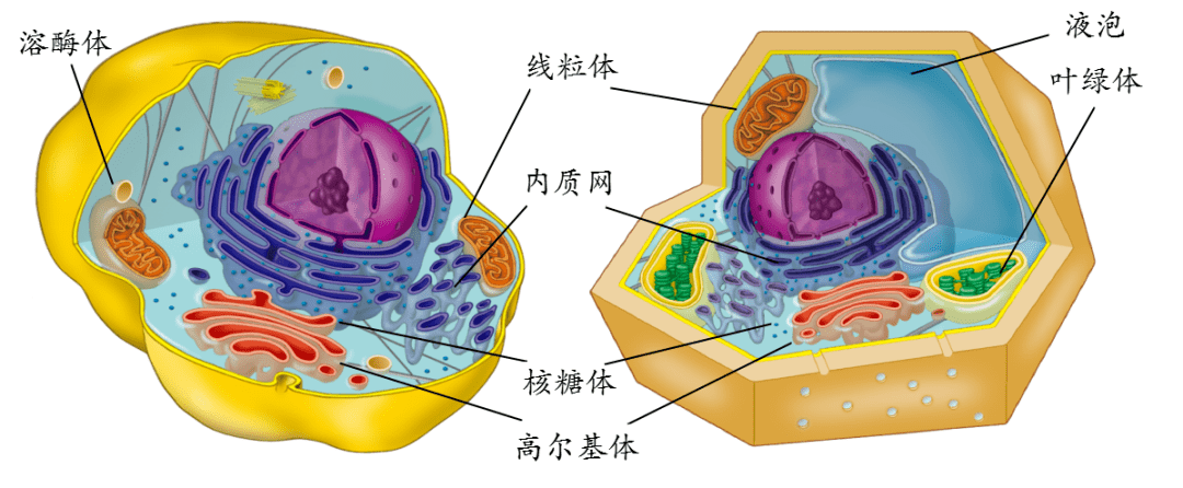 新细胞器的美照总有一款适合你