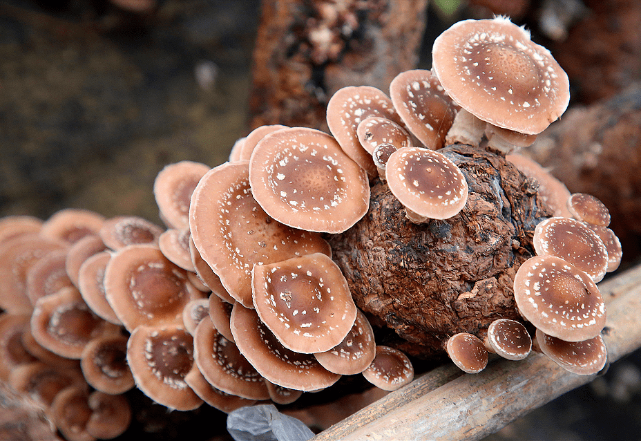 野生马桑菌菇图片图片