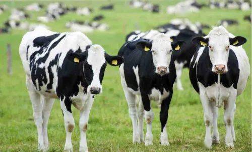 树洞|含龙虾的鳕鱼肠终于回货：配料干净，这才适合孩子吃！