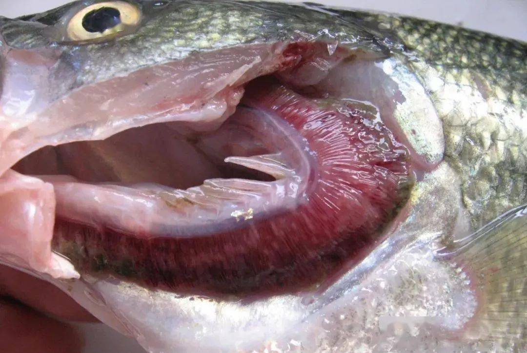 水产养殖过程中怎样正确判断鱼的鳃病?以及如何防治?