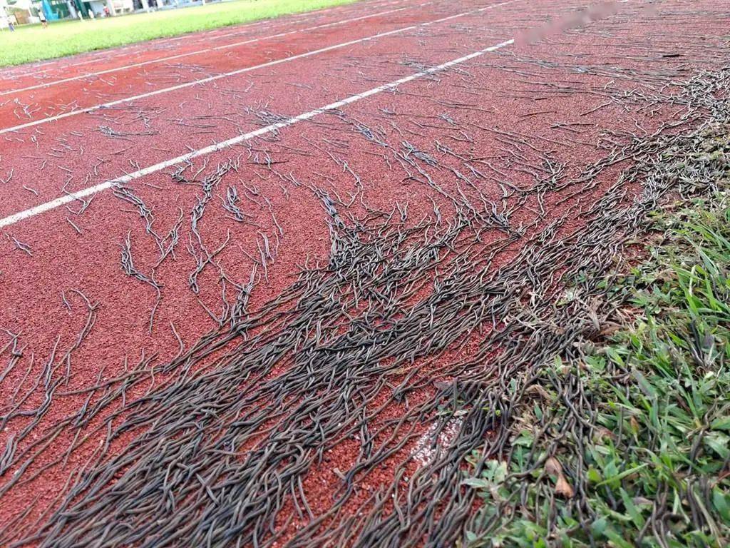 臺東又出現大量蚯蚓遍佈小學操場跑道網友頭皮發麻