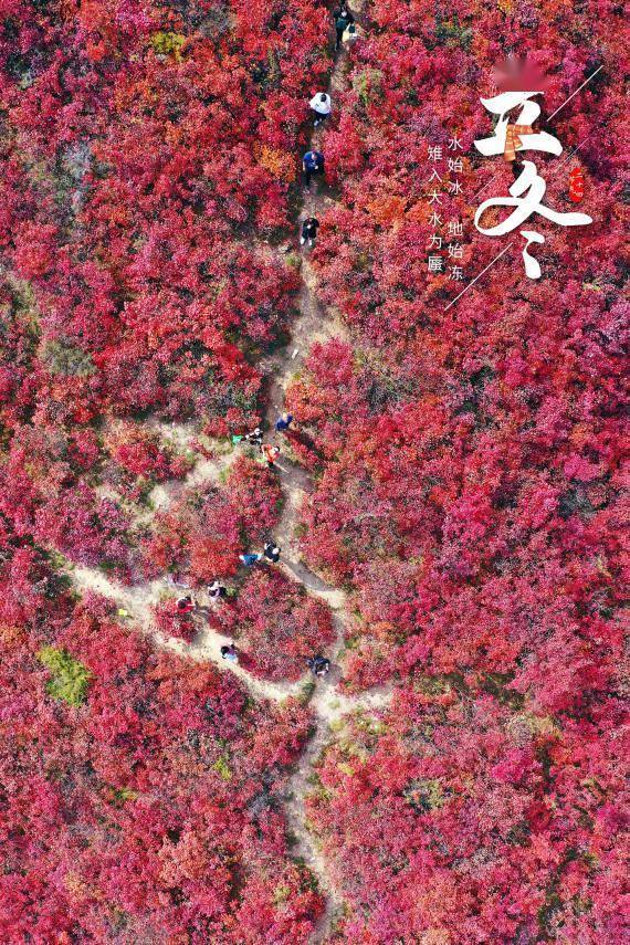 朔风|报节气|朔风雨雪伴冬来