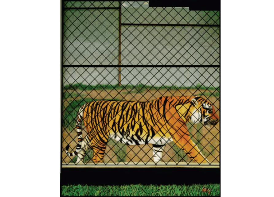 视觉|如果让孩子们自己说，他们会如何点评图画书？