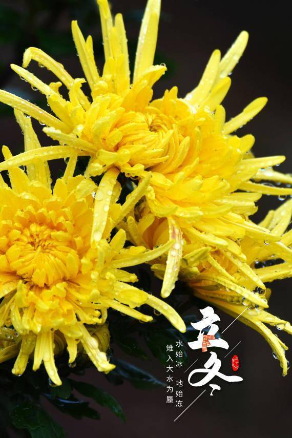 朔风|报节气|朔风雨雪伴冬来