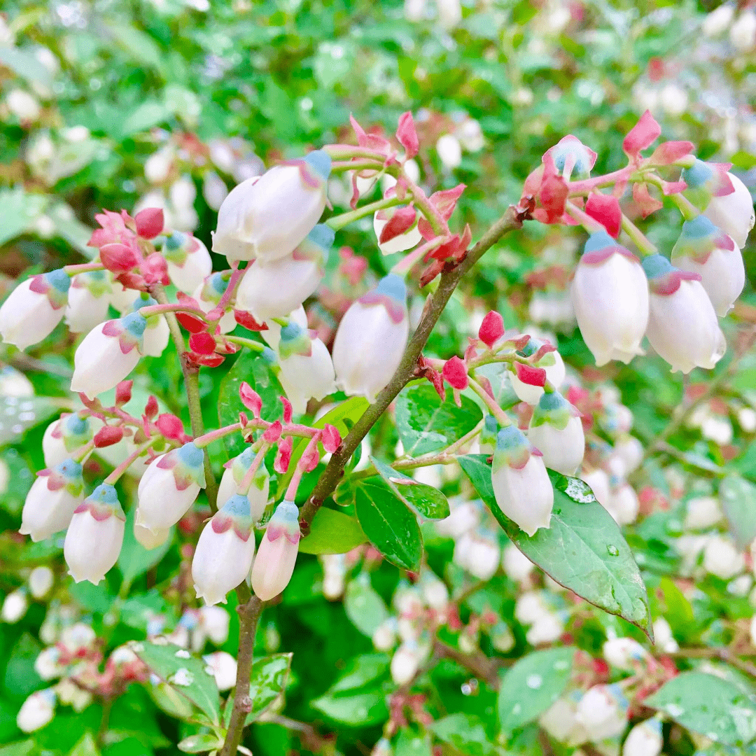 吃了一辈子水果,却没见过它开花的样子?真的超美!