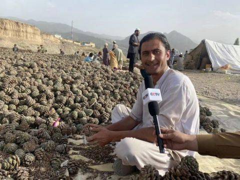 12万罐阿富汗松子卖空冲上热搜李佳琦搭档王冰冰开启进博会亚非产品