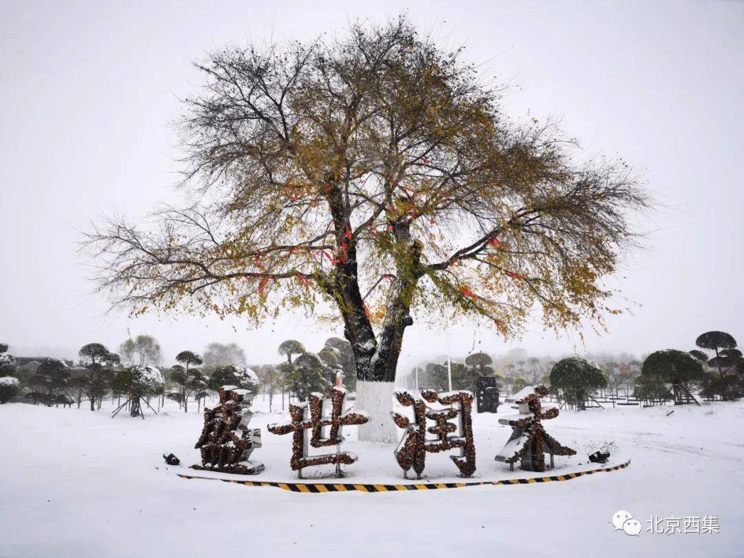 最美西集 | 定格！终于等到你，西集的第一场雪来了